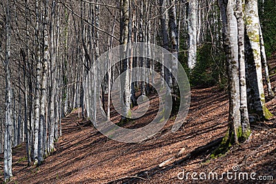 Winter Beech forest in autumn Stock Photo