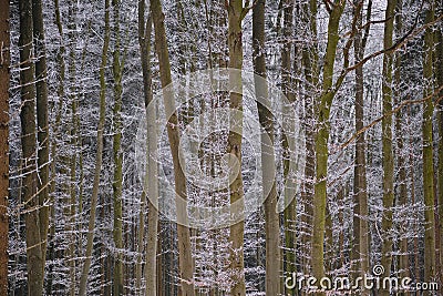 Beech forest winter season nature background Stock Photo