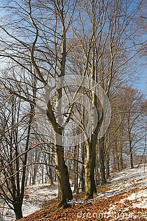 Winter beech forest detail. Stock Photo