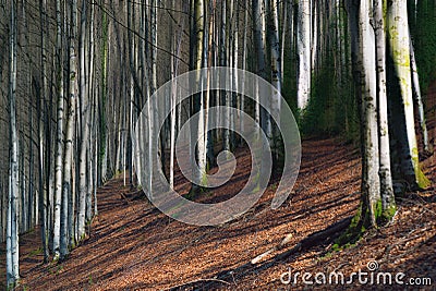 Winter Beech forest Stock Photo