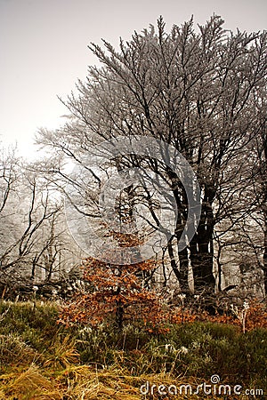 Winter begins in forest Stock Photo