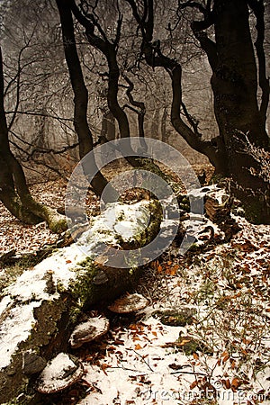 Winter begins in forest Stock Photo