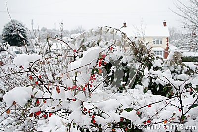 Winter berries in snow background Stock Photo