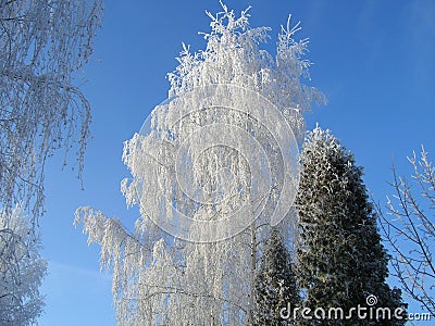 Winter birch Stock Photo