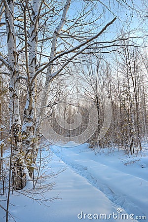 Winter birch forest Stock Photo