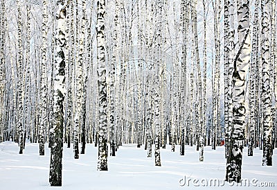 Winter birch forest Stock Photo