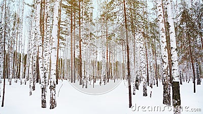 winter birch grove Stock Photo