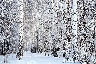 Winter birch woods alley Stock Photo