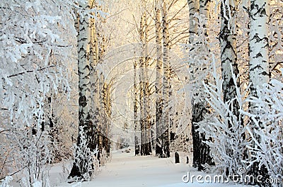 Winter birch woods in morning light Stock Photo