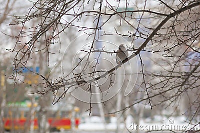 winter bird on a tree in the city. Stock Photo