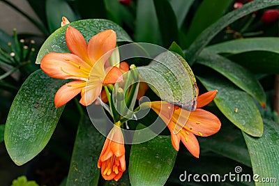 Winter-blooming yellow flowers indoor plant Amaryllis Stock Photo