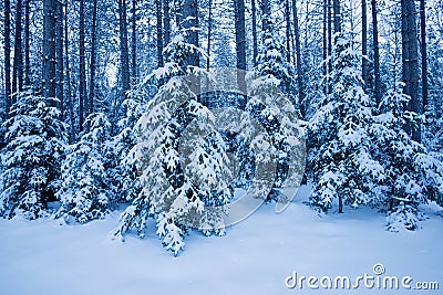 Winter blue snow covered forest Stock Photo