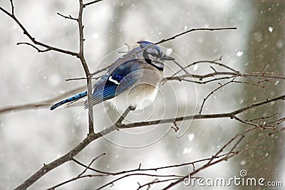 Winter Bluejay Stock Photo