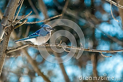 Winter Bluejay Stock Photo