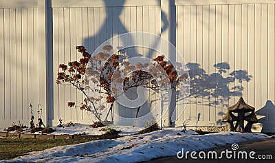 Winter bonsai effect plant against fence Stock Photo