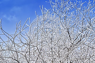 Winter branch with snow Stock Photo