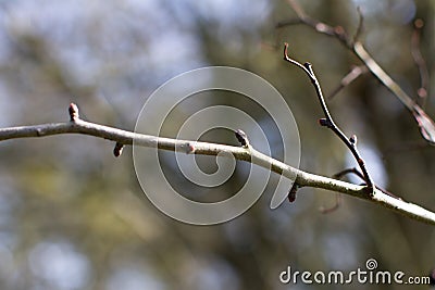 Winter branch of young buds over daylight blurred background Stock Photo