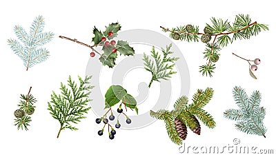 Winter branches set Vector Illustration