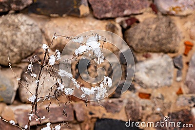 Winter brown grass with snow at blurry background Stock Photo
