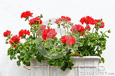 Red Pelargonium flowers. Stock Photo