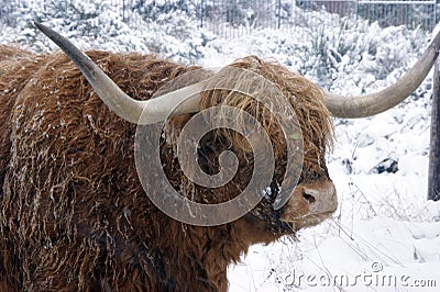 Winter cattle Stock Photo