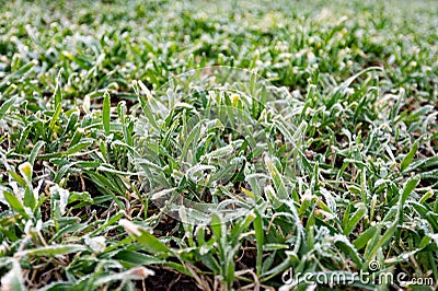 Winter cereals Stock Photo