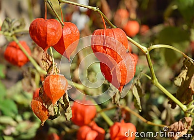 Winter Cherry, physalis peruviana fruits harvest. Physalis flowers, Ground Cherry or Winter Cherry Stock Photo