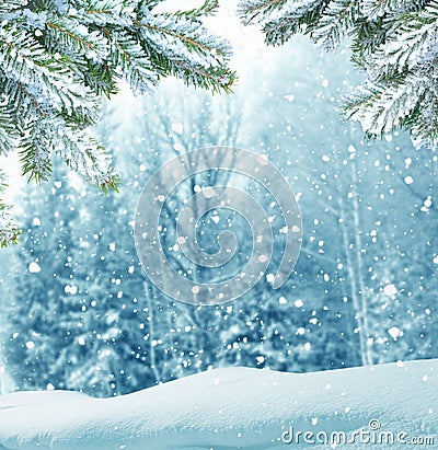 Winter Christmas background with fir tree branch Stock Photo