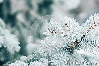 Winter Christmas evergreen tree background. Ice covered blue spruce branch close up. Frost branch of fir tree covered with snow, Stock Photo