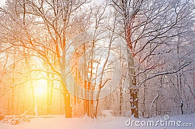 Winter Christmas picturesque background. Snowy landscape with trees covered with snow, outdoors Stock Photo