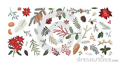Winter christmas plants textured illustrations set. Poinsettia, spruce, pine, cedar, mistletoe and orange realistic Vector Illustration