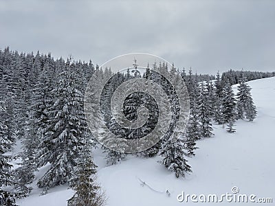Winter clasic scenery with trees and snow Stock Photo