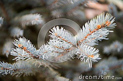 Winter is coming. Branches of pine spruce close up. Coniferous evergreen spruce tree. Symbolizing immortality and Stock Photo