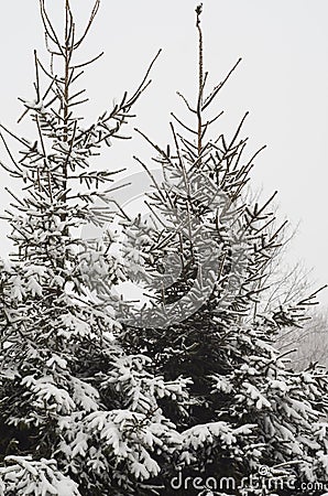 Winter coniferous trees Stock Photo