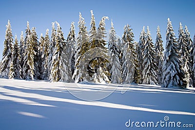 Winter conifers Stock Photo