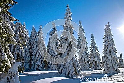 Winter conifers Stock Photo