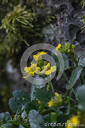 Winter cress Barbarea rupicola, yellow flowering plant in Corsica Stock Photo