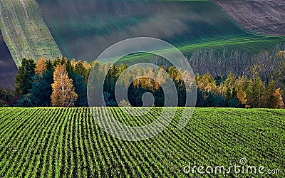 Winter crops in the backdrop of autumn bush and hills.South Moravia.Czech republic. Stock Photo