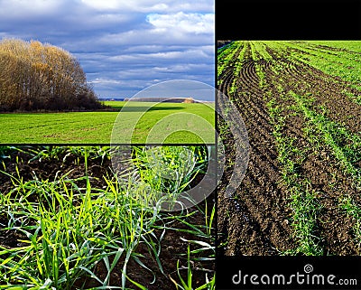 Winter crops collage Stock Photo