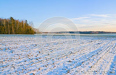 Winter crops covered with snow Stock Photo