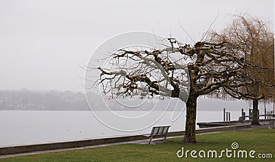 Winter day at the lakeside plane tree Stock Photo