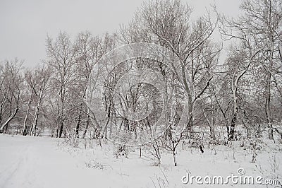 Winter day. River frozen - covered with ice and naked trees covered with white snow on there branches. Walking on nature Stock Photo