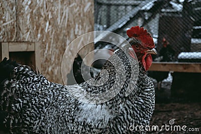 Winter day, rooster, chickens, close-up photo, bird. Stock Photo