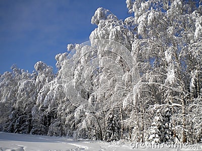 Winter day, snowy forest, frosty patterns on trees, blue clear sky, fluffy white snow, the coming Christmas, tree branches bending Stock Photo