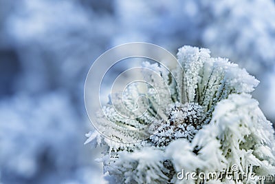 winter detail of frozen mountain pine Stock Photo