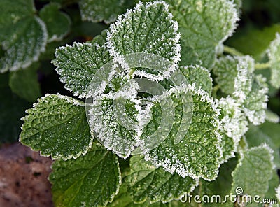 The winter detail of nature, leaves with white needles of frost. Stock Photo