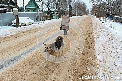 Winter dog road woman Stock Photo