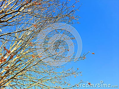 Winter dressed tree Stock Photo