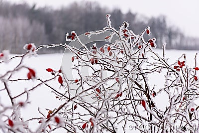 winter dry vegetation tree branches and leaves frosty covered with snow Stock Photo