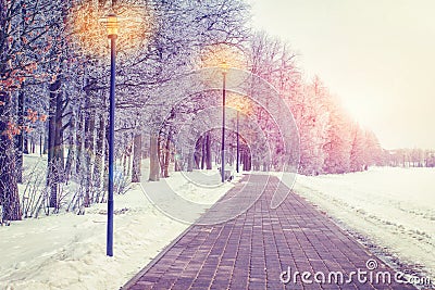 Winter in evening park on sunset. Frosty trees on alley with lanterns. Christmas background. Xmas theme. Stock Photo